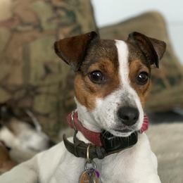 Pippa - Russell Terrier