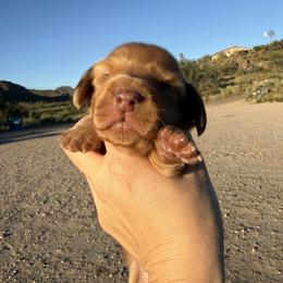 Elaine - Dapple female Dachshund puppy in Gold Canyon, Arizona from Silverking Kennels