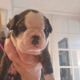 Titan - Black and white male Companion Cross puppy in Fort Myers, Florida from Legends Frenchton's, French Bulldogs ,Boston Terriers, Reindeer chihuahuas & French Bullhuahua's