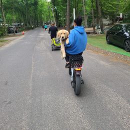 Golden Retriever Puppies from Ruff Life Goldens
