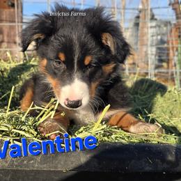 Valentine - Black tri-color male Australian Shepherd puppy in Smithfield, Utah from Invictus Farms