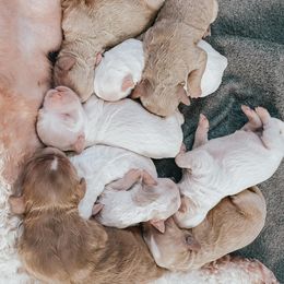 Goldendoodle Puppies from Mercy Doodles