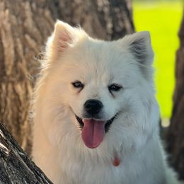 Cuddle - American Eskimo Dog