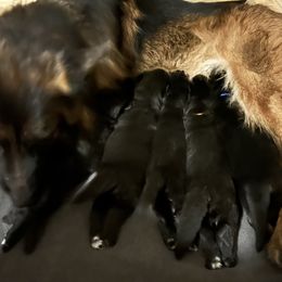 Boy 3 - Black male German Shepherd puppy in Bushnell, Florida from Central Florida Shepherds