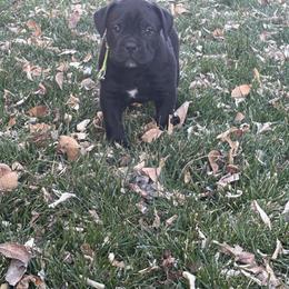Athena (Chip) - Black female Cane Corso puppy in Utah from 3Lake Kennelz