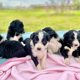 Aussiedoodle and Bordoodle Puppies from Dood B Ranch Doodles