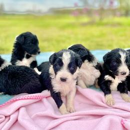 Aussiedoodle and Bordoodle Puppies from Dood B Ranch Doodles