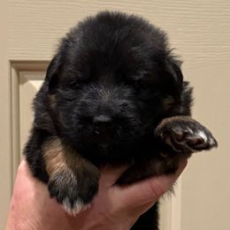 Female 1 - Black and red female German Shepherd puppy in Winchester, Kentucky from Drache Feld