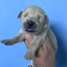 Orange - Golden female Golden Retriever puppy in Jesup, Georgia from Painted Platinum Retrievers (Painted Platinum Kennel) PPK