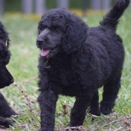 Poodle Puppies from Arindayle Standard Poodles