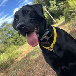 Piper - Labrador Retriever