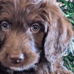 Calla - Chocolate Labradoodle puppy in Siloam Springs, Arkansas from Siloam Doodles