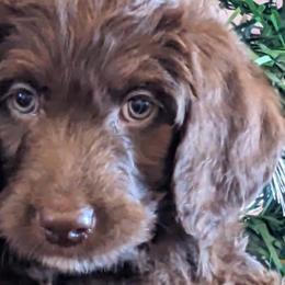 Calla - Chocolate Labradoodle puppy in Siloam Springs, Arkansas from Siloam Doodles