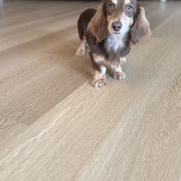 Olive - Chocolate and cream female Dachshund puppy in Morristown, Tennessee from Hillside Hounds