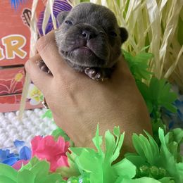 Tulip - French Bulldog puppy in Rhode Island from Heaven Sent Frenchies