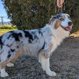 Gidget - Australian Shepherd