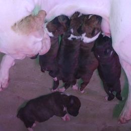 Boxers from Timmies Boxers