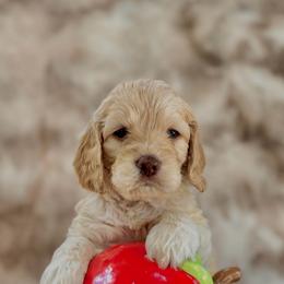 Clementine - Cream male Cockapoo puppy in Midwest City, Oklahoma from Strawberry Hill Puppy Patch
