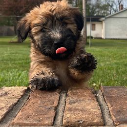 Soft Coated Wheaten Terrier Puppies from Warzalas wheatens