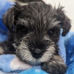 Miniature Schnauzers from Candi's Miniature Schnauzers