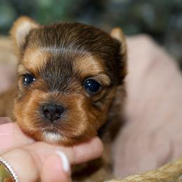 Tilly - Sable female Yorkshire Terrier puppy in Austin, Texas from H6 Yorkies