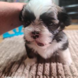 Puppy 4 - Tricolor male Shih Tzu puppy in Belleville, Michigan from Patricia's Heavenly Earth Angels