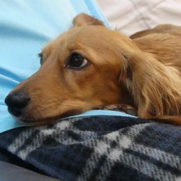 Aspen - Dachshund