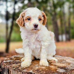 Pluto - Parti female Goldendoodle puppy in Pittsburg, Texas from Grace Springs Goldendoodles