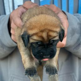 Samus - Apricot male Mastiff puppy in Wewoka, Oklahoma from P Diamond Mastiffs