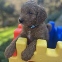 Chambray - Red  male Goldendoodle puppy in Placerville, California from New Dawn Poodles and Doodles