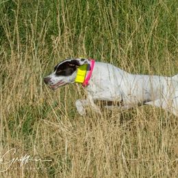 German Shorthaired Pointers from Red Laurel