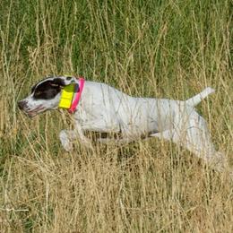 German Shorthaired Pointers from Red Laurel