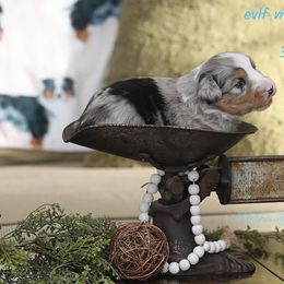 Miniature Australian Shepherd Puppies from ELVF Mini Aussies