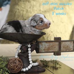 Miniature Australian Shepherd Puppies from ELVF Mini Aussies