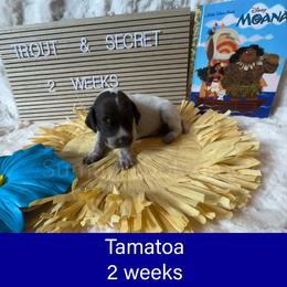 Tamatoa - Liver and white male German Shorthaired Pointer puppy in Marshfield, Missouri from Pebblebrook German Shorthaired Pointers