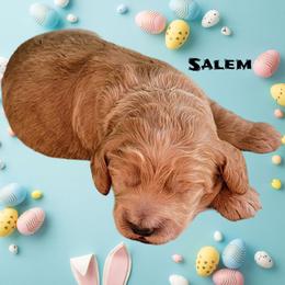 Salem - Golden male Cockapoo puppy in Reidsville, North Carolina from Something to Bark About Dog Training
