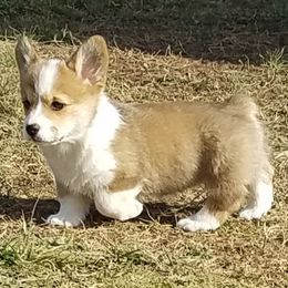 Pembroke Welsh Corgi Puppies from Ranch Hand Corgis