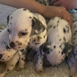 Dalmatians from Knotts Dalmatians