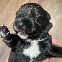 Carter - Black male Miniature Schnauzer puppy in Interlachen, Florida from Pam's Schnauzers