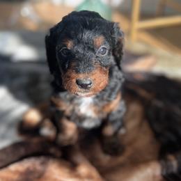 Bernedoodle Puppies from East Coast Bernedoodles