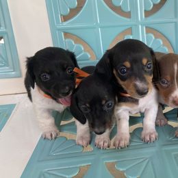 Dachshunds from Devine Low Riders