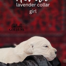 Golden Retriever Puppies from Starlight Goldens