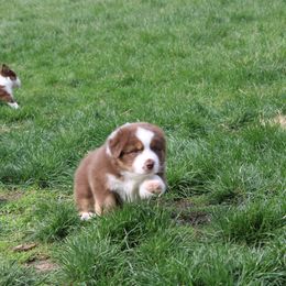 Australian Shepherd Puppies from Starlit Grove Australian Shepherds