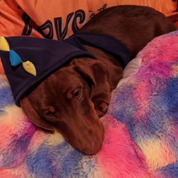 Slinkie  - Dachshund