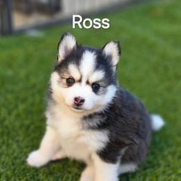 Ross - Black and white male Pomsky puppy in Fredericksburg, Virginia from Purely Pomskies