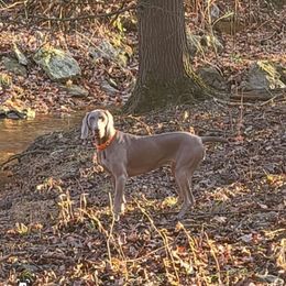 Autumn - Weimaraner