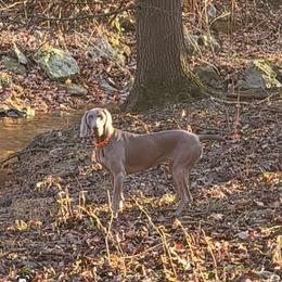 Autumn - Weimaraner