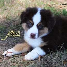 Miniature American Shepherd Puppies from Rocking J Miniature American Shepherds