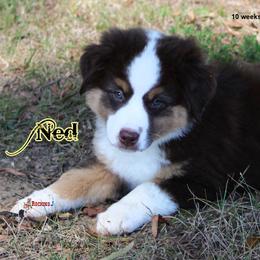 Miniature American Shepherd Puppies from Rocking J Miniature American Shepherds