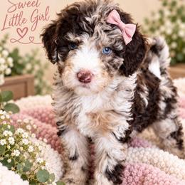 Greta - Chocolate merle female Bernedoodle puppy in Saint Francis, Kansas from Land of Oz Doodles